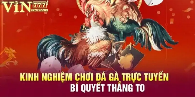 Tổng hợp kinh nghiệm đá gà Vin777 thắng lớn từ chuyên gia