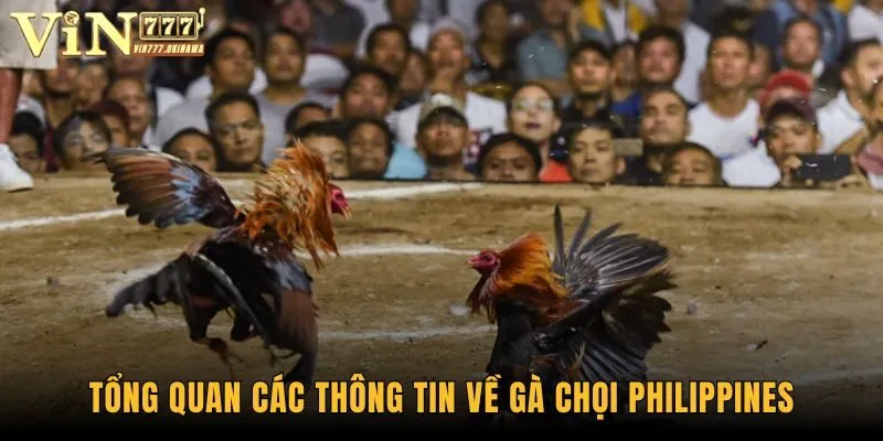 Tổng quan các thông tin về gà chọi Philippines